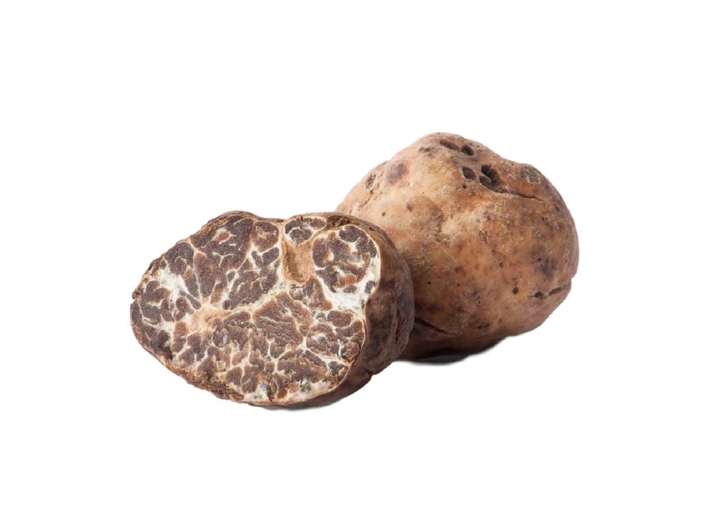Tartufo Bianchetto or Marzuolo – Tuber Borchii Vittadini