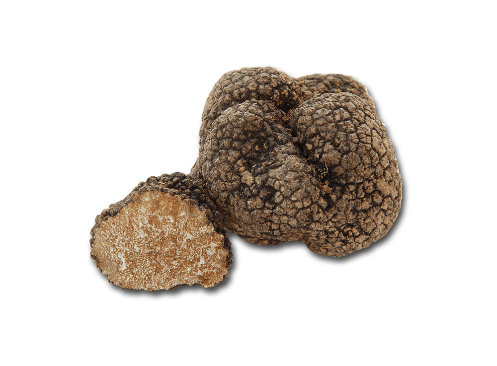 Burgundy Truffle – Tartufo Nero Uncinato – Tuber Uncinatum Chatin