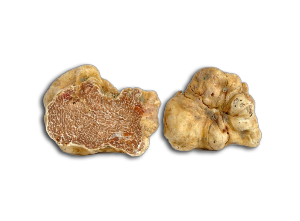 White Truffles of Alba or Acqualagna – Tartufo Bianco di Alba e di Acqualagna